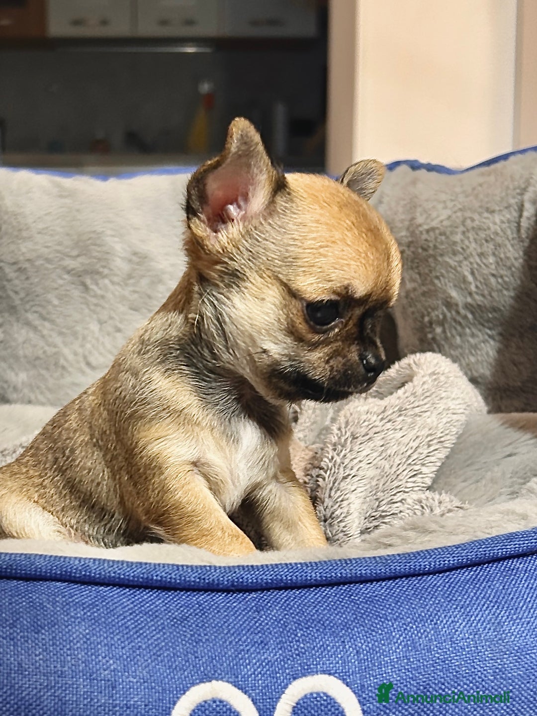 Chihuahua cani in vendita: Chihuahua  - Annuncio 4