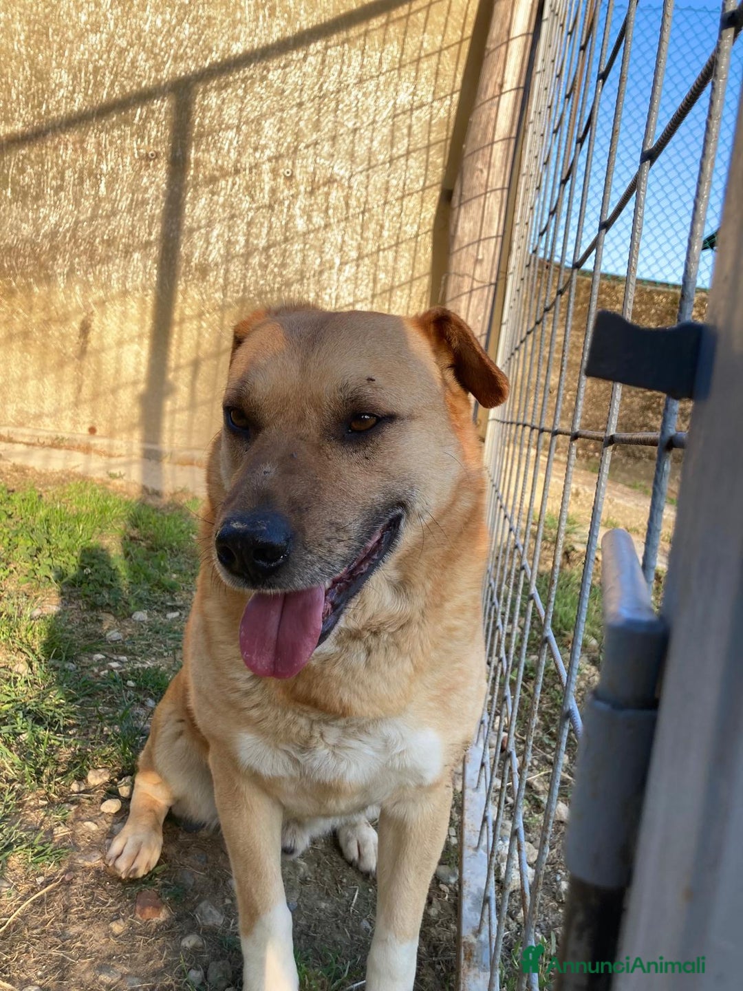 Meticcio cani in regalo: Rodrigo  - Annuncio 3