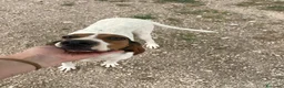 Meticcio cani in regalo: MAMMA E FIGLIA - Annuncio 3
