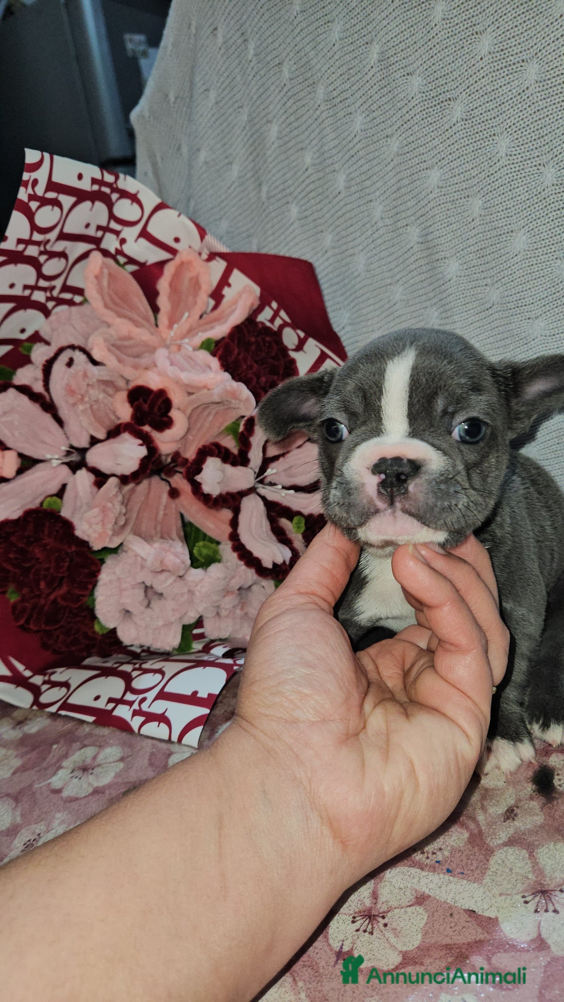 Bulldog Francese cani Bulldog francese - Annuncio 2