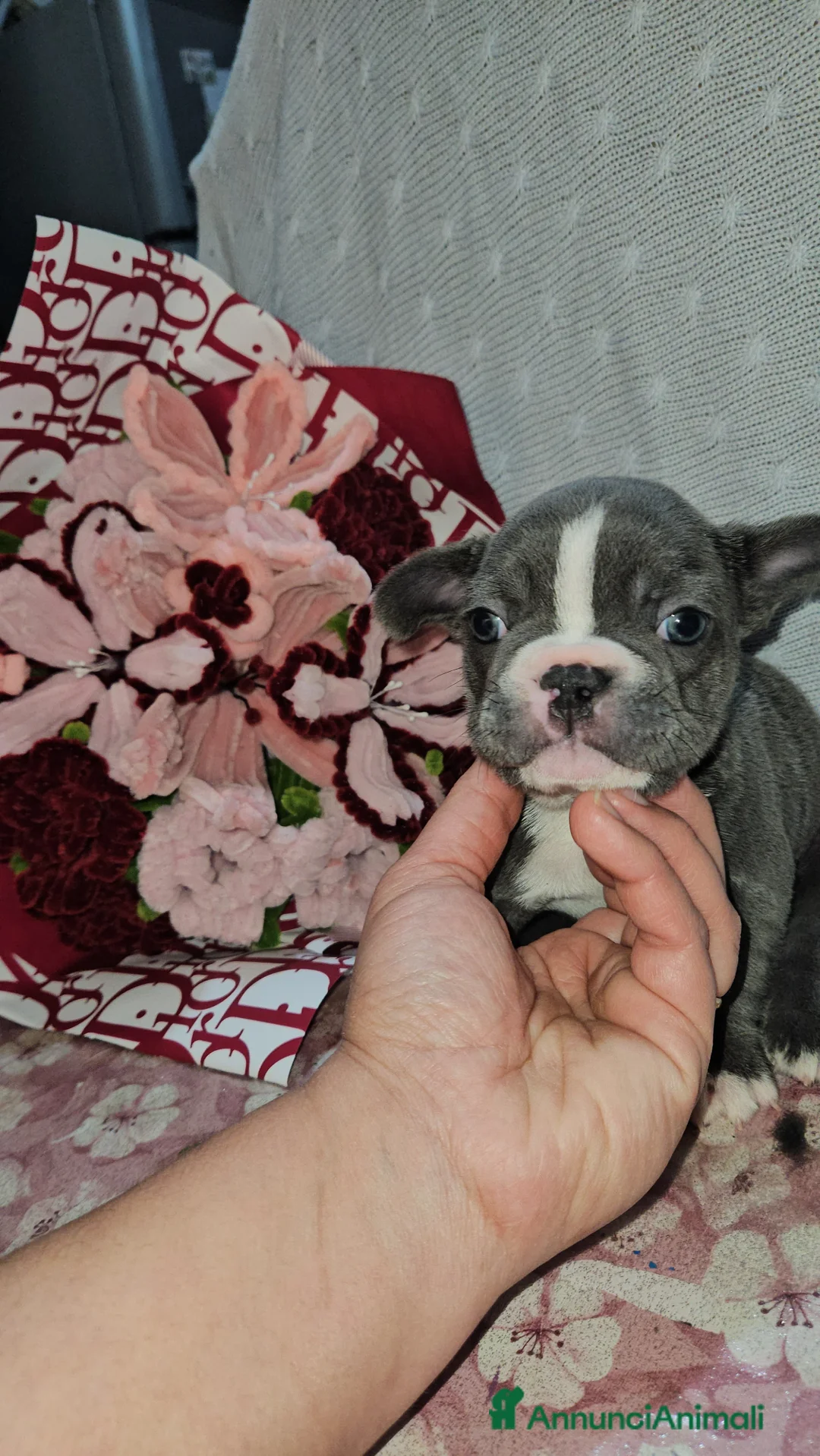 Bulldog Francese cani in vendita: Bulldog francese - Annuncio 1