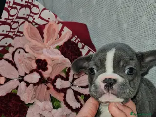 Bulldog Francese cani Bulldog francese - Annuncio 2