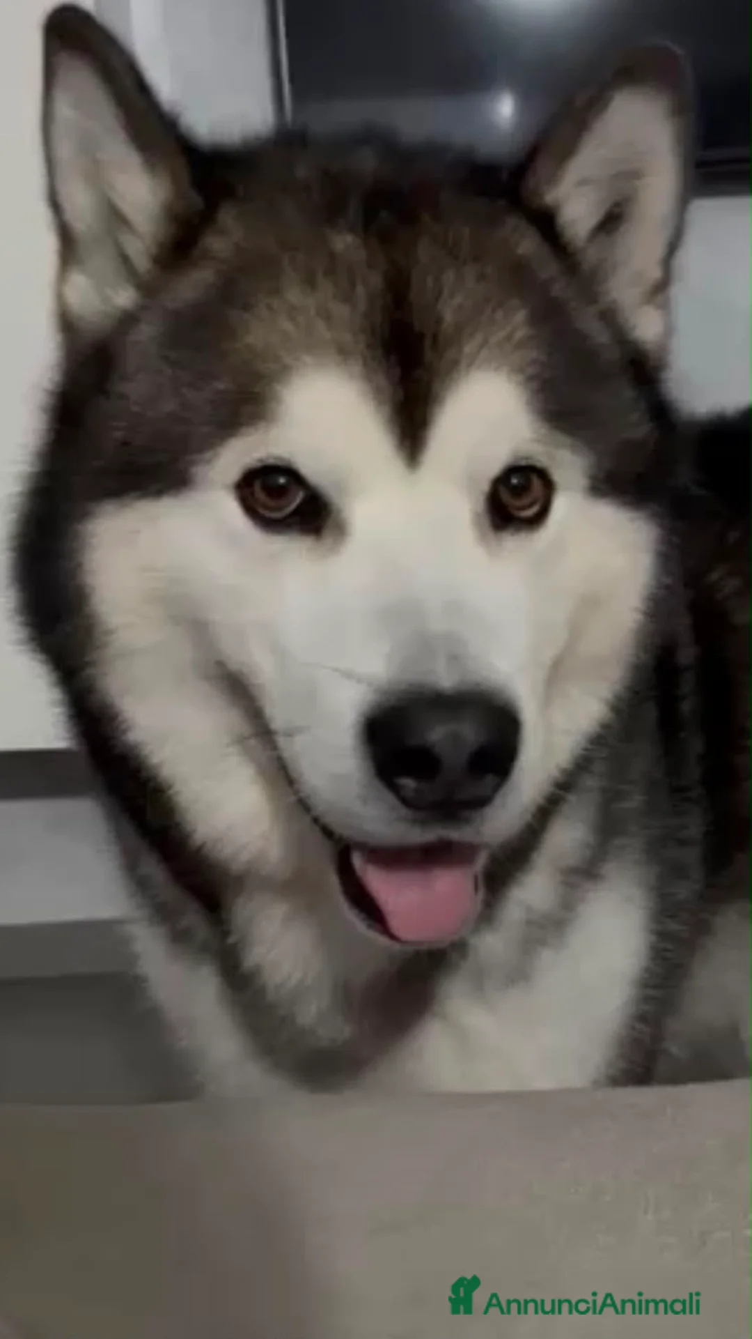 Alaskan Malamute cani per accoppiamento: CERCASI FEMMINA ALASKAN MALAMUTE PER ACCOPPIAMENTO a Città metropolitana di Roma Capitale - Annuncio 2