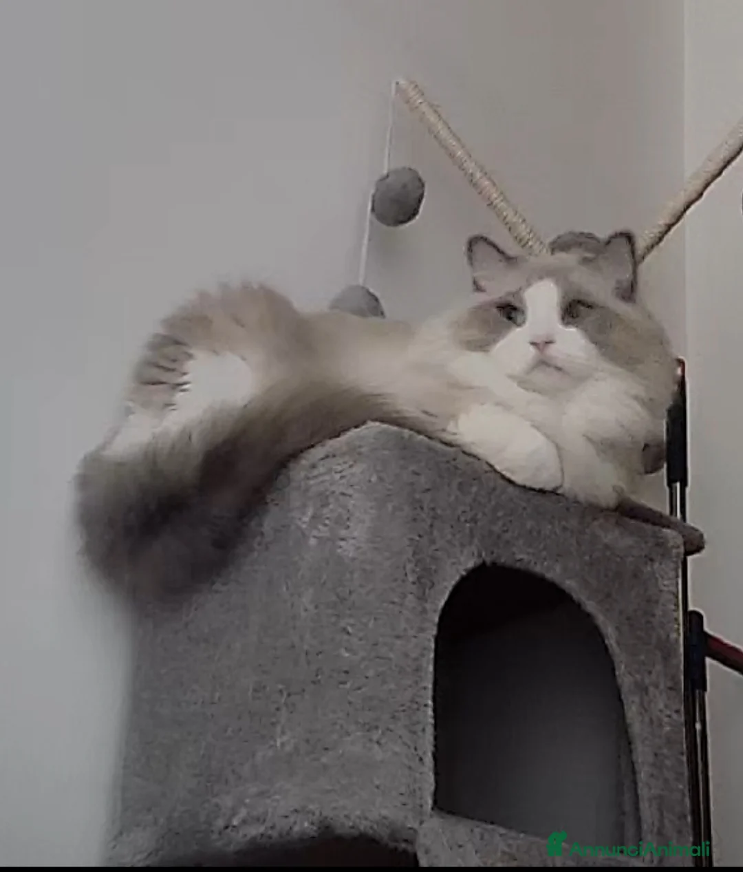 Ragdoll gatti per accoppiamento: Ragdoll maschio pedigree disponibile per monta  - Annuncio 1