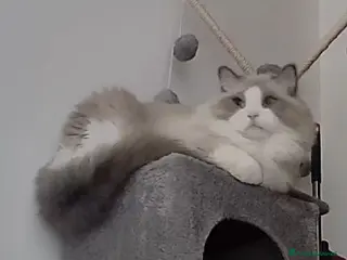 Ragdoll gatti Ragdoll maschio pedigree disponibile per monta - Annuncio 9