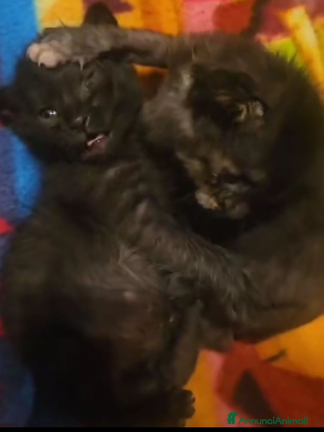 Meticcio gatti GATTINO NERO - Annuncio 9