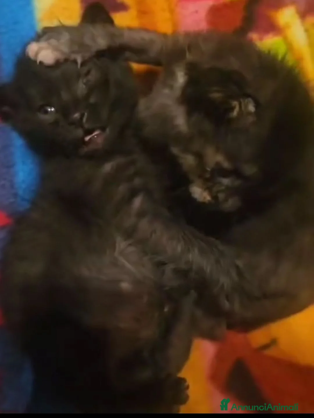 Meticcio gatti in regalo: GATTINO NERO - Annuncio 1
