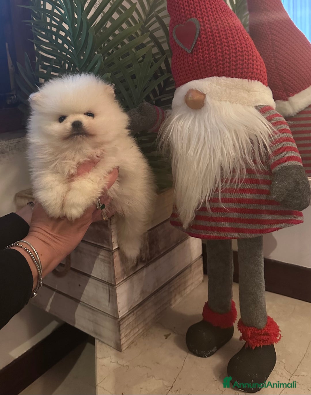 Volpino Pomerania cani in vendita: Volpino di Pomerania con pedigree ENCI  a Provincia di Treviso - Annuncio 7