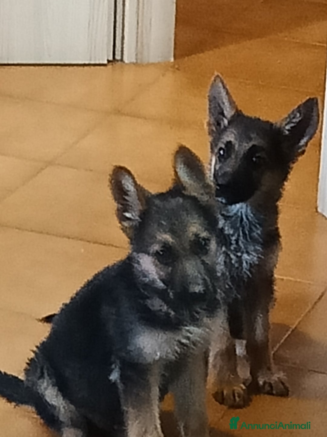 Pastore Tedesco cani in vendita: Pastore Tedesco  a Provincia di Caserta - Immagine 1