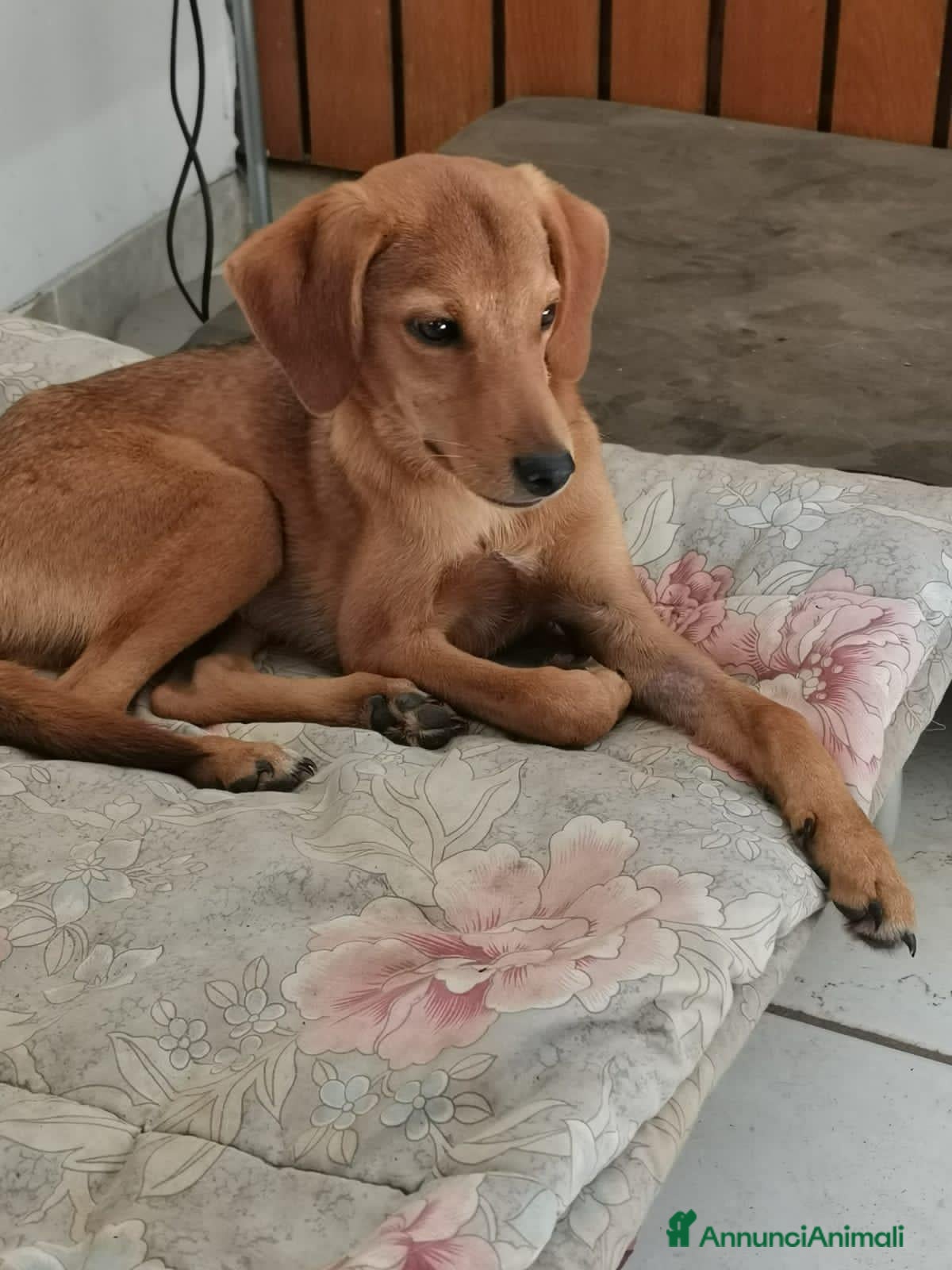 Meticcio cani NEMO ADORABILE SEGUGIO CERCA LA SUA MAMMA - Annuncio 11