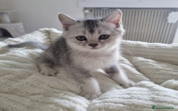 Scottish gatti in vendita: Scottish fold/straight a Provincia di Treviso - Immagine 4