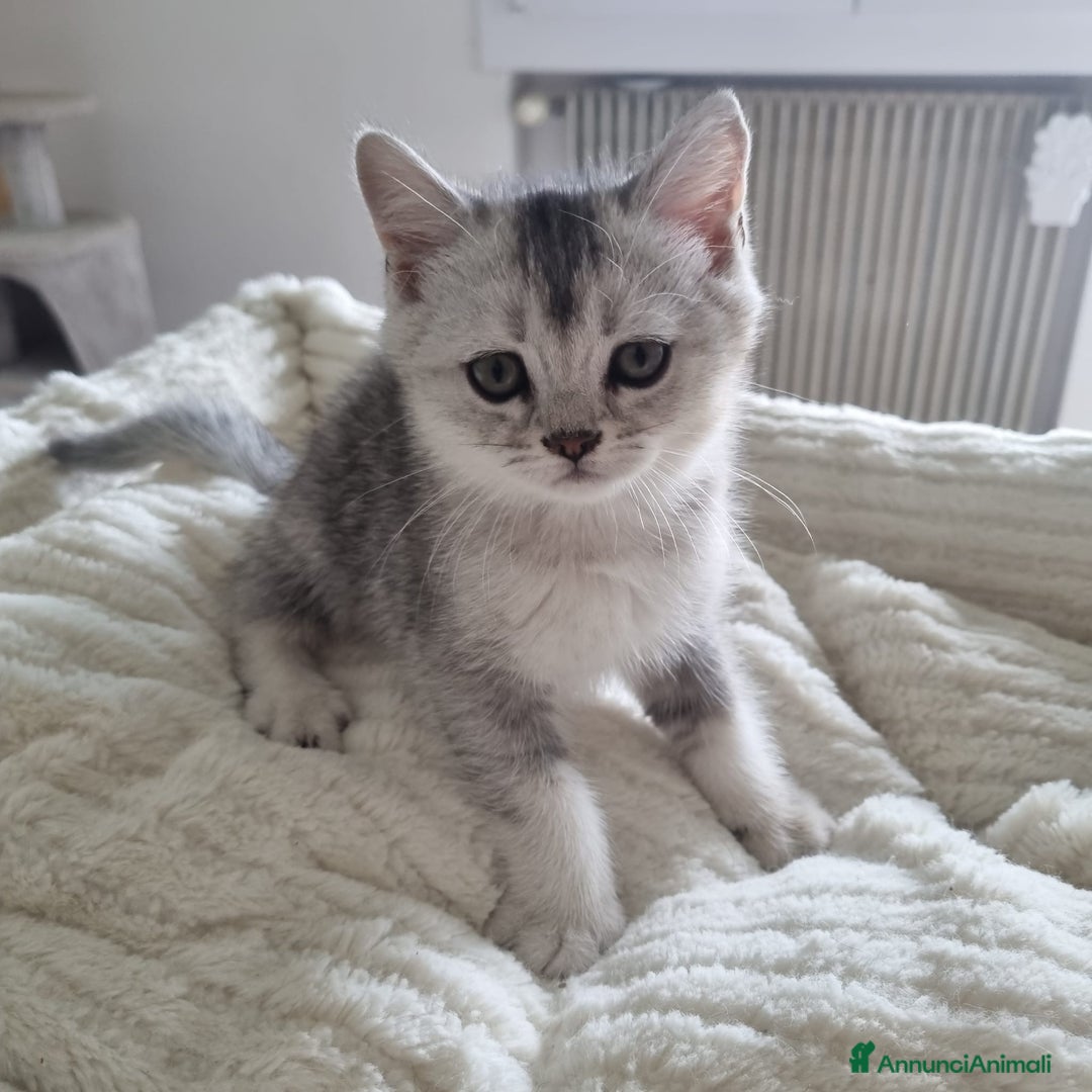 Scottish gatti in vendita: Scottish fold/straight a Provincia di Treviso - Immagine 4
