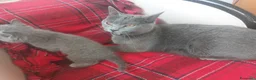 Certosino gatti in vendita: Vendita cuccioli certosini con pedigree' ANFI - Annuncio 3