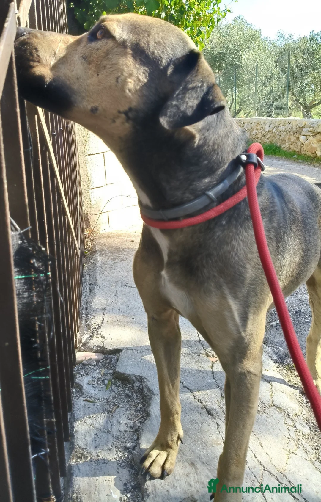 Meticcio cani in regalo: BOBBY CUOREAMORE CERCA  FAMIGLIA - Annuncio 7