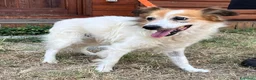 Meticcio cani in regalo: MAX TENERO CAGNOLINO - Annuncio 3