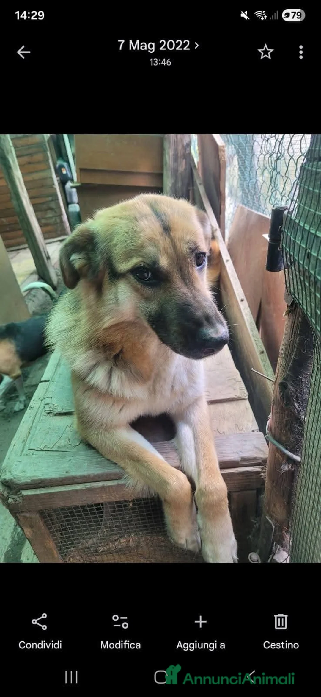 Meticcio cani in regalo: ADOZ.URGE!!!!!!💔🙏🏼morti proprietari!Senza casa! - Annuncio 4