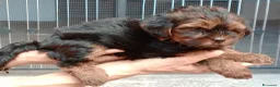 Yorkshire cani in vendita: NILO, CUCCIOLO - Annuncio 4