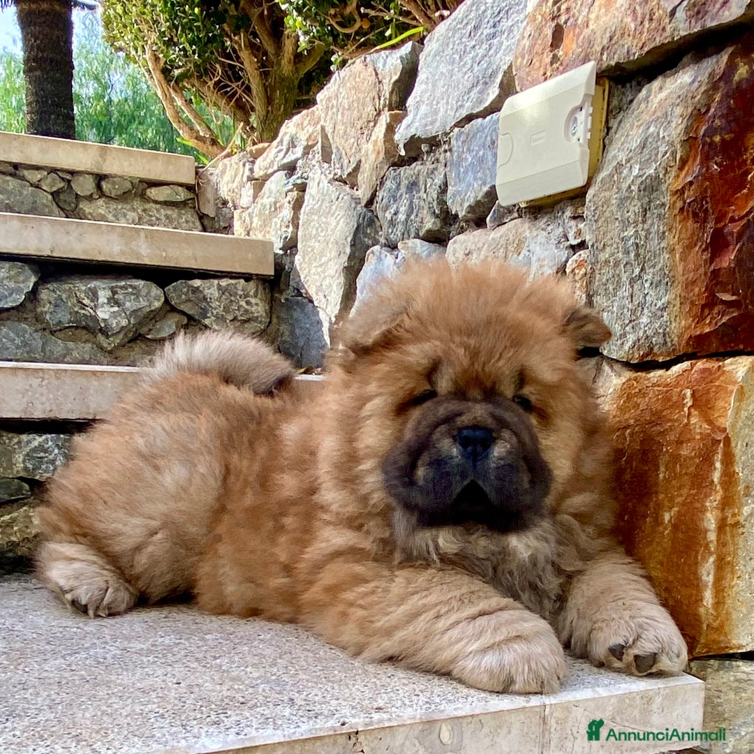 Chow Chow cani in vendita: Chow Chow Cucciole femmine nero e rosso  - Annuncio 25
