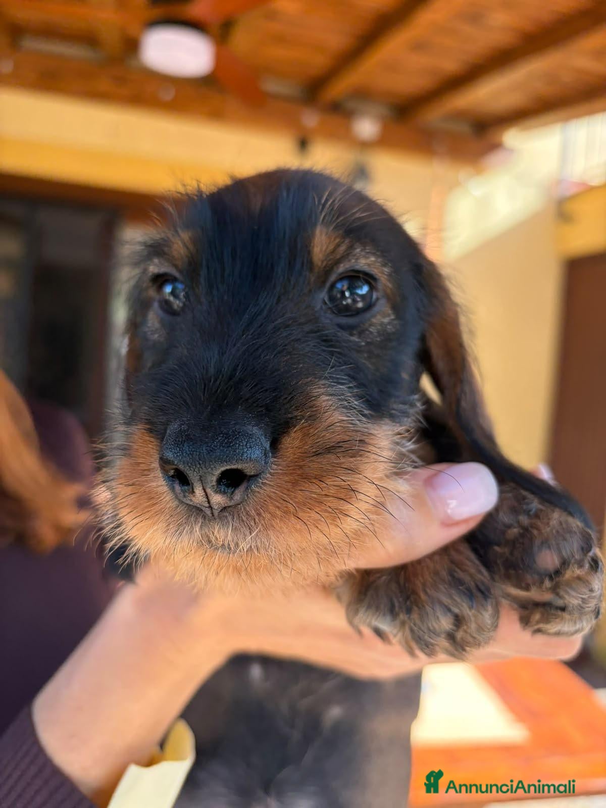 Bassotto Nano cani in vendita: Bassotta nana pelo duro - Annuncio 21