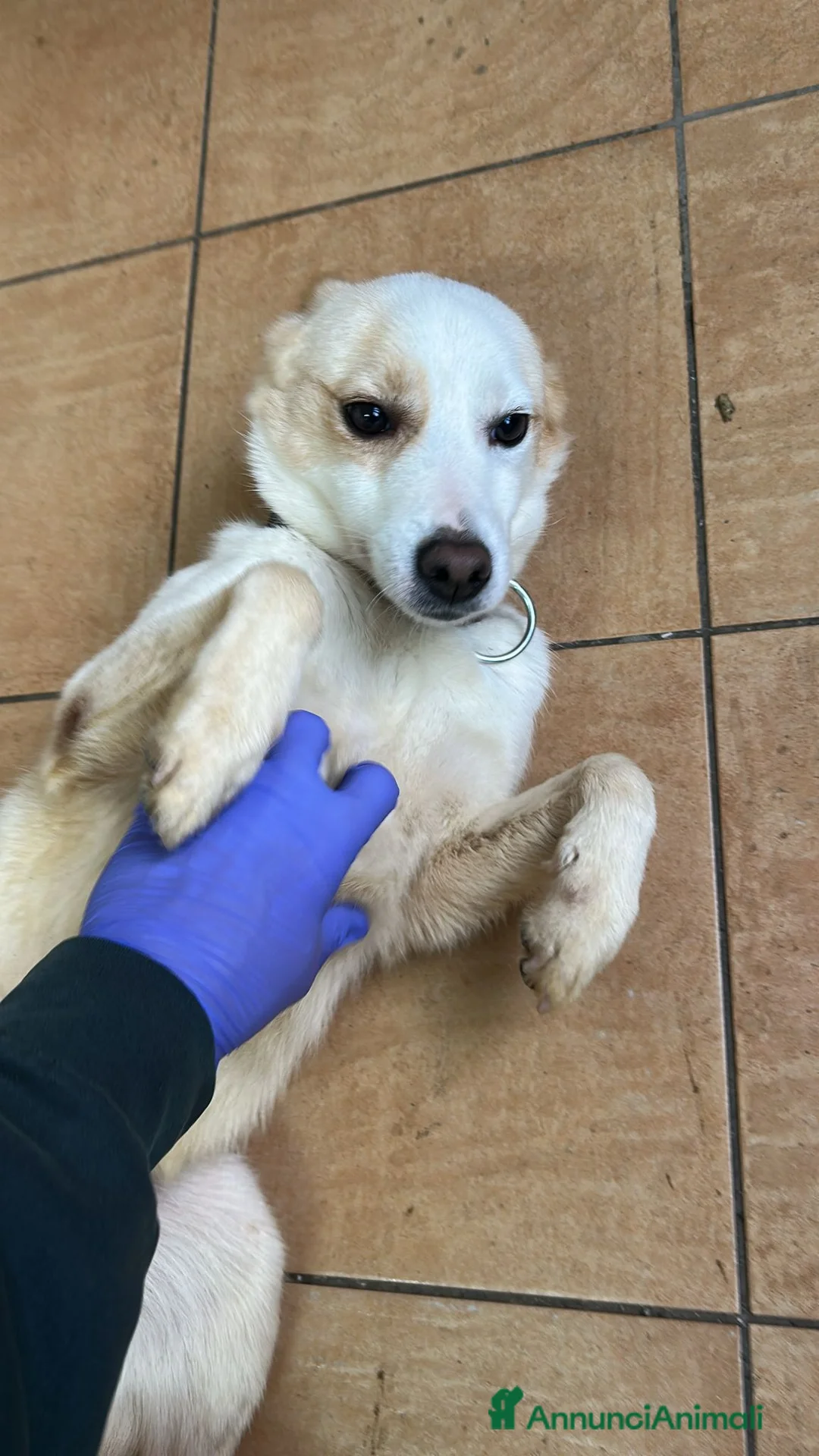 Meticcio cani in regalo: Giotto, piccolo Meticcio maschio in Canile - Annuncio 2