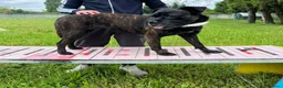 Meticcio cani in regalo: CHERRY BOXER - Annuncio 13