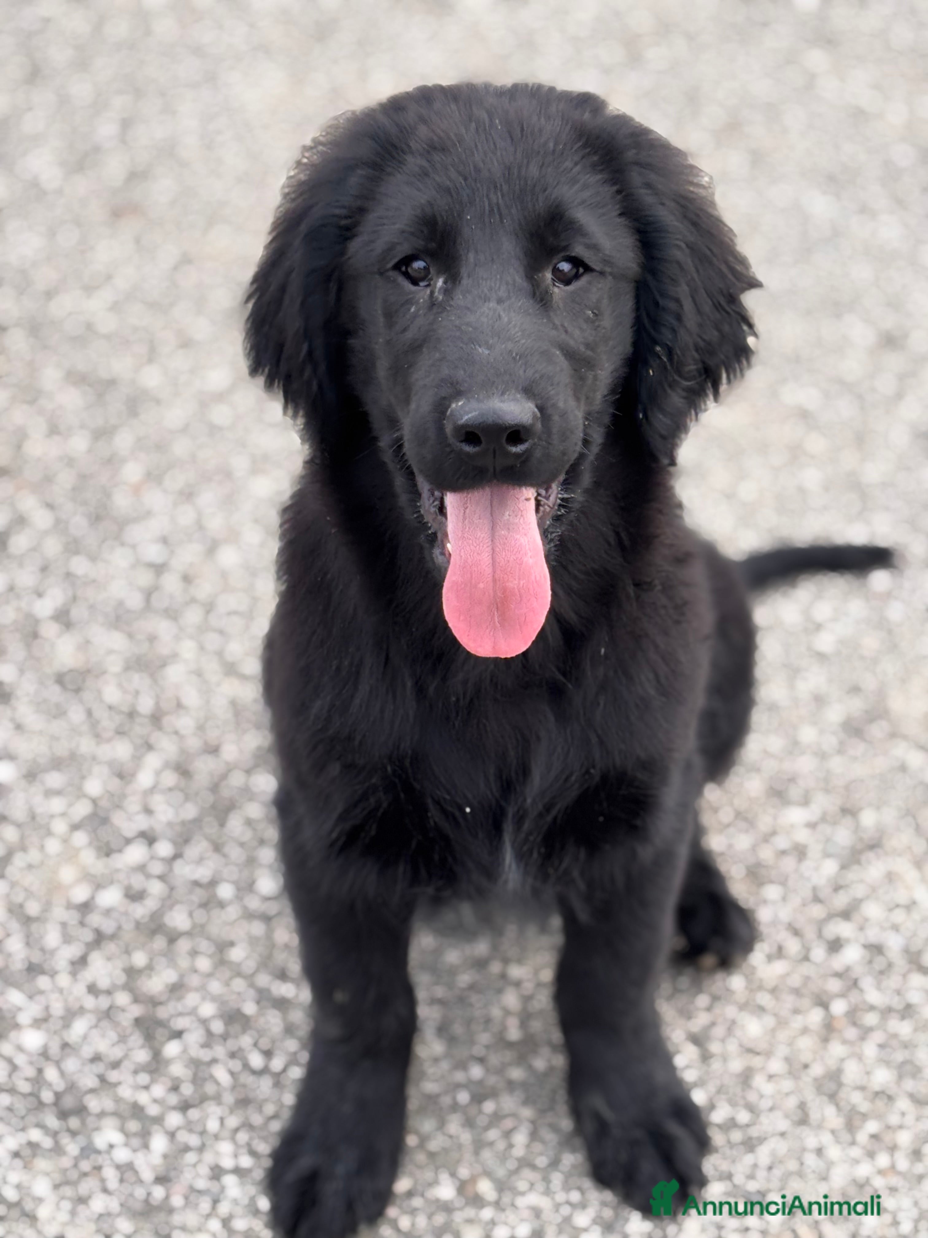 Flat Coated cani Cuccioli Flat Coated Retriever - Annuncio 1