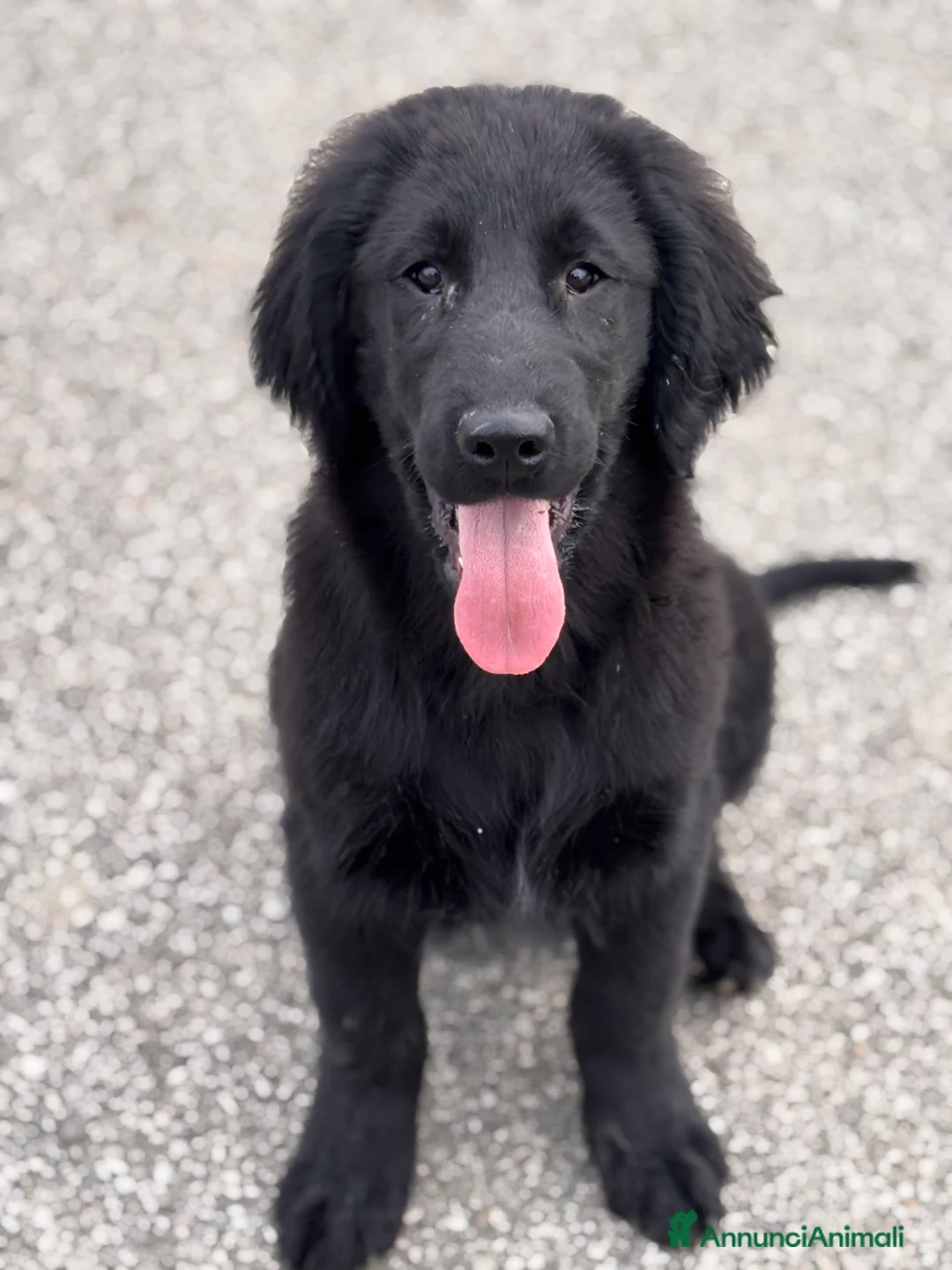 Flat Coated cani in vendita: Cuccioli Flat Coated Retriever - Annuncio 1