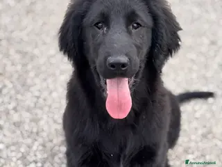 Flat Coated cani Cuccioli Flat Coated Retriever - Annuncio 1