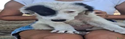 Meticcio cani in regalo: BRIE 🩷  UNA MACCHIA, MILLE COCCOLE 😍😍 a Provincia di Padova - Annuncio 8