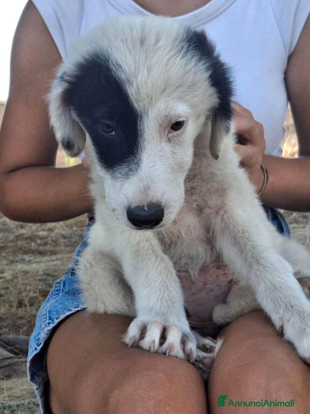 Meticcio cani in regalo: BRIE 🩷  UNA MACCHIA, MILLE COCCOLE 😍😍 a Provincia di Padova - Annuncio 8