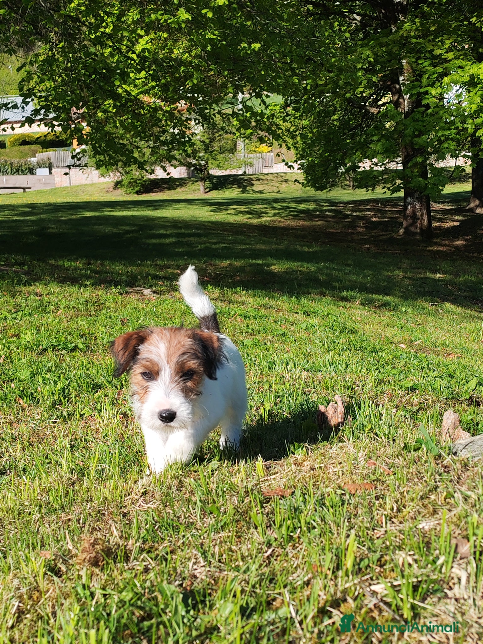 Jack Russell cani Cucciolo Jack Russell  - Annuncio 18