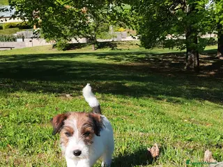 Jack Russell cani Cucciolo Jack Russell - Annuncio 18
