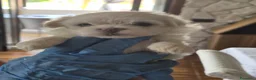 Maltese cani in vendita: Cuccioli di maltese coreano a Provincia di Benevento - Annuncio 3