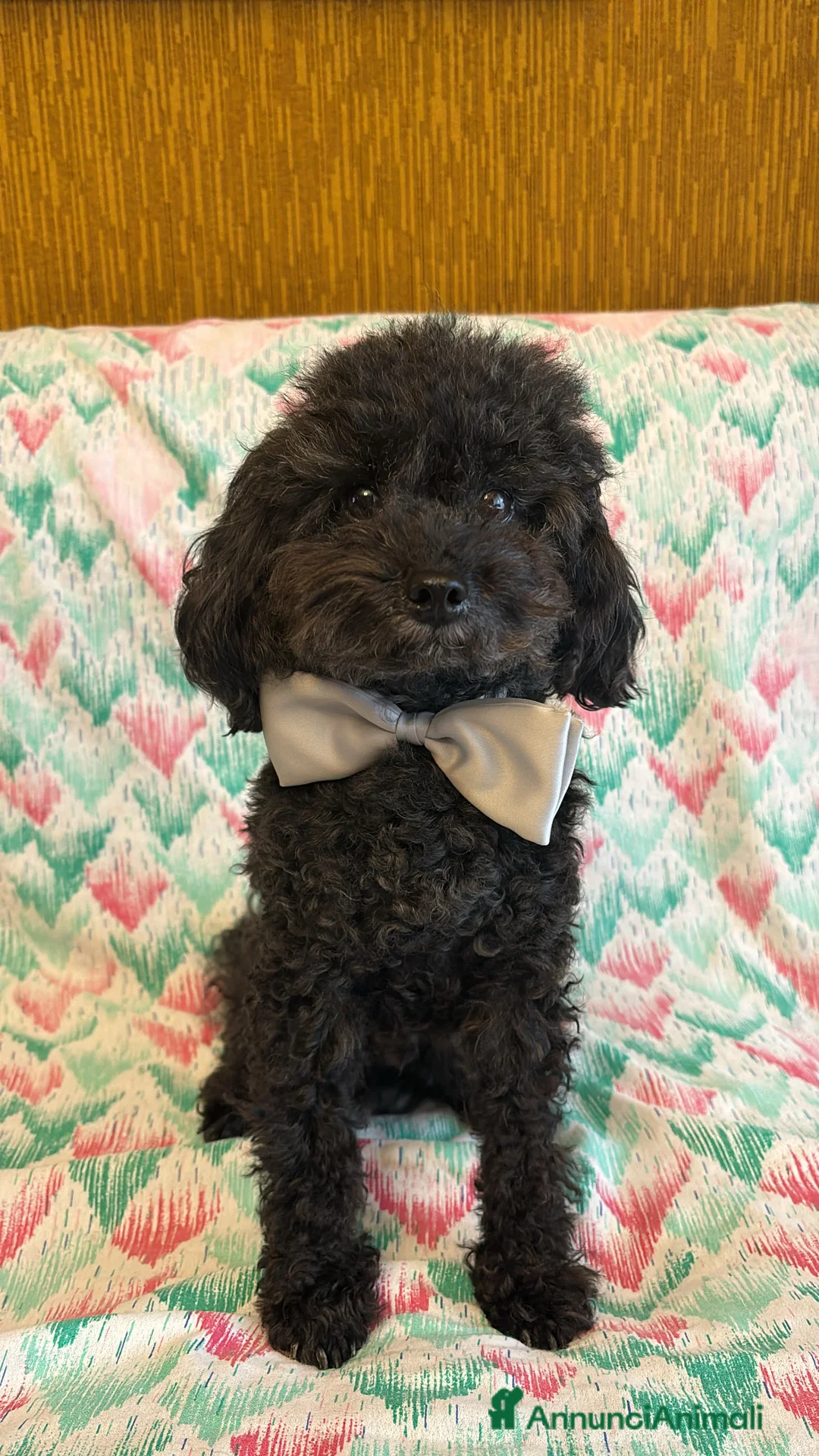 Barboncino Toy cani per accoppiamento: Cerco Fidanzata - Annuncio 2