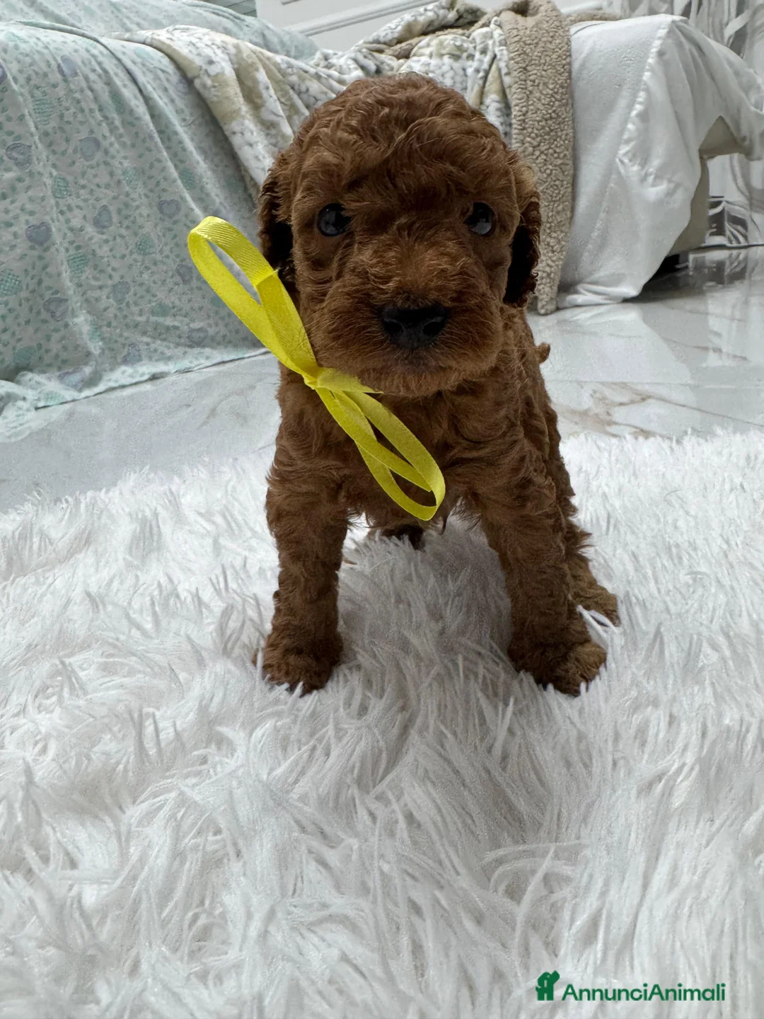 Meticcio cani in vendita: Barboncini red - Annuncio 7