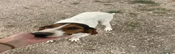 Segugio cani in regalo: LA DOLCISSIMA E BELLISSIMA PENNY - Annuncio 6