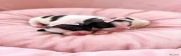 Shih Tzu cani in vendita: Cuccioli di Shih Tzu - Annuncio 11