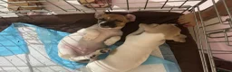 Jack Russell cani in vendita: cuccioli di jack russell a Provincia di Pescara - Annuncio 5