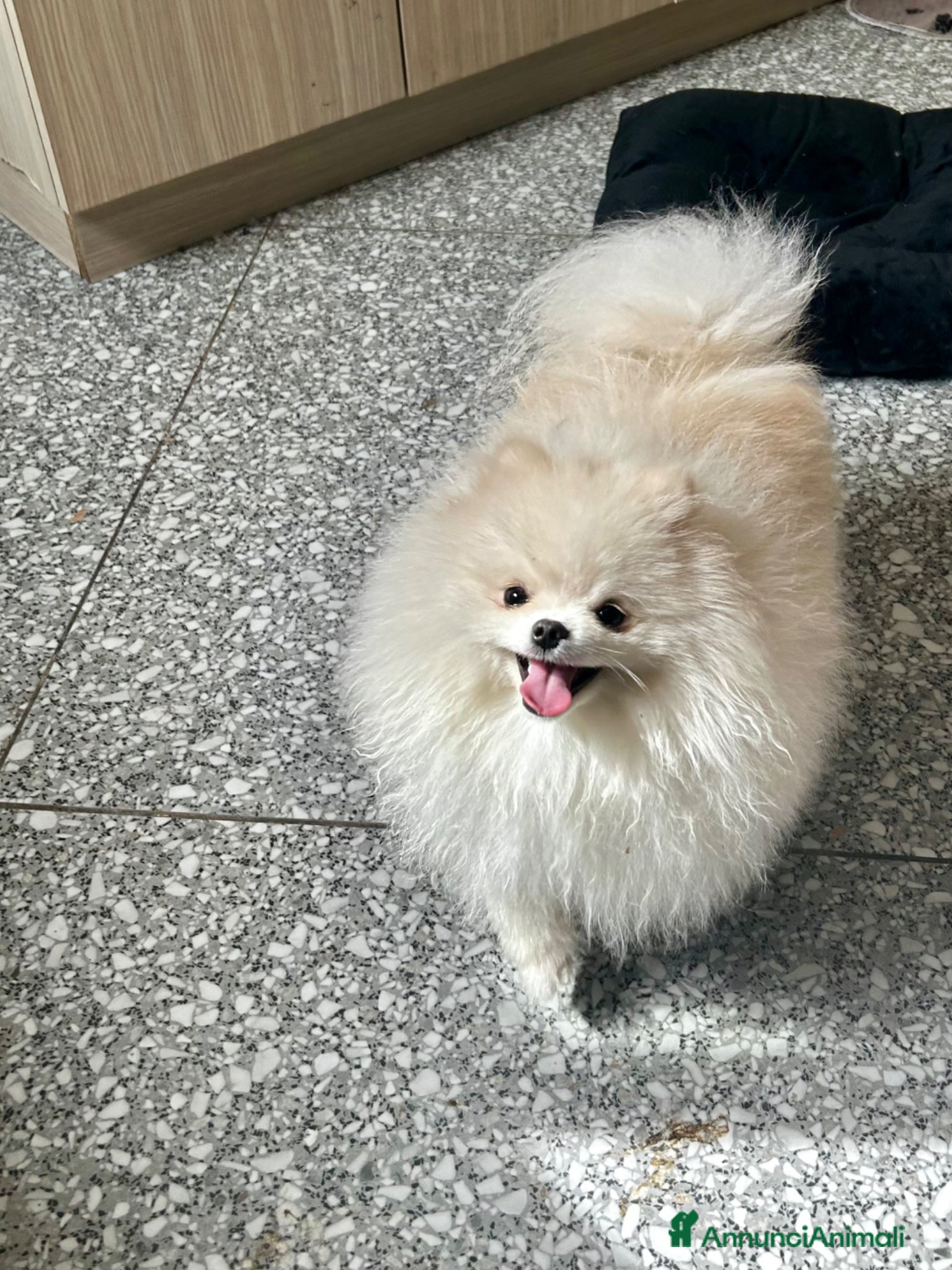Spitz cani Spitz tedesco nano per monta , pedigree enci - Annuncio 1