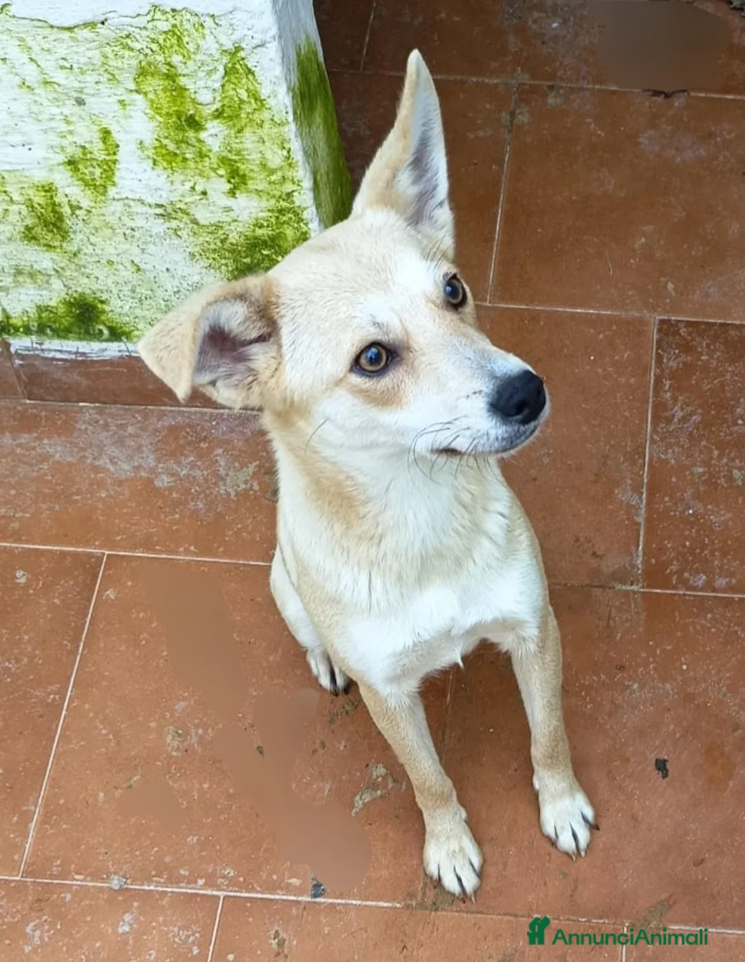 Meticcio cani in regalo: BRICIOLA TAGLIA PICCOLA  a Provincia di Varese - Annuncio 2