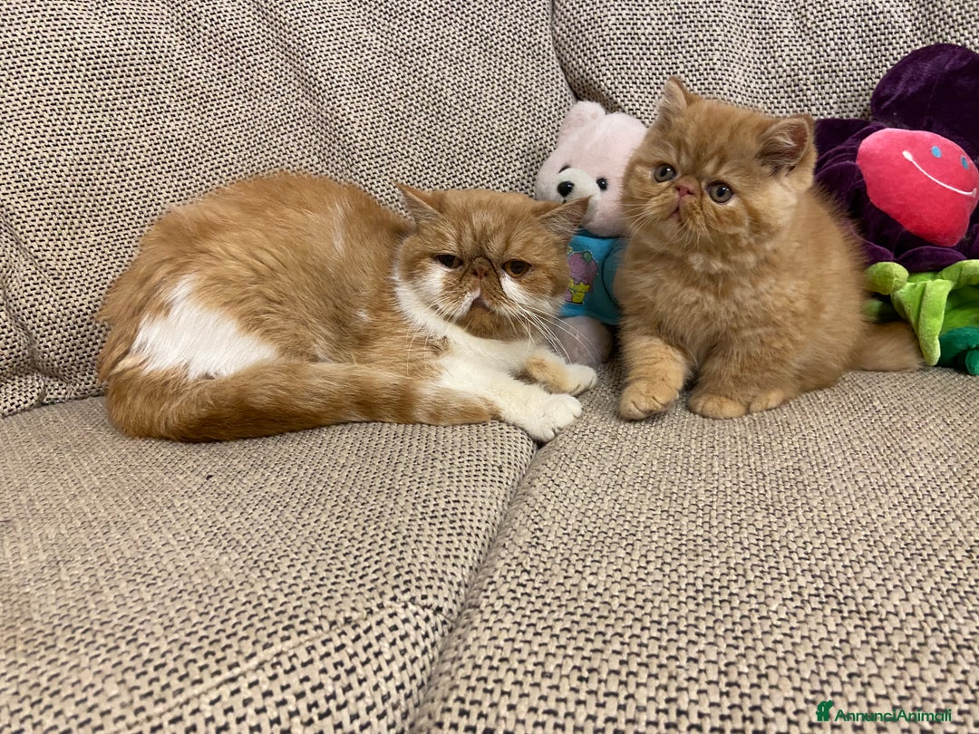 Exotic Shorthair gatti in vendita: Gattino exotic shorthair - Annuncio 7