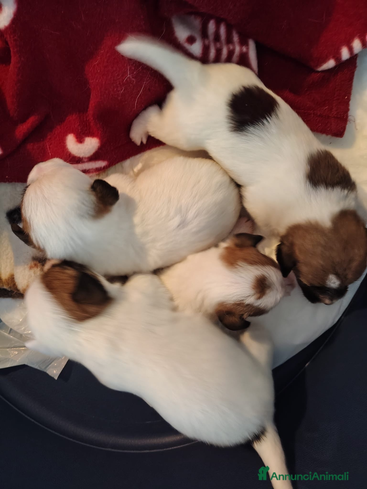 Jack Russell cani Maschi disponibile per la prenotazione - Annuncio 29