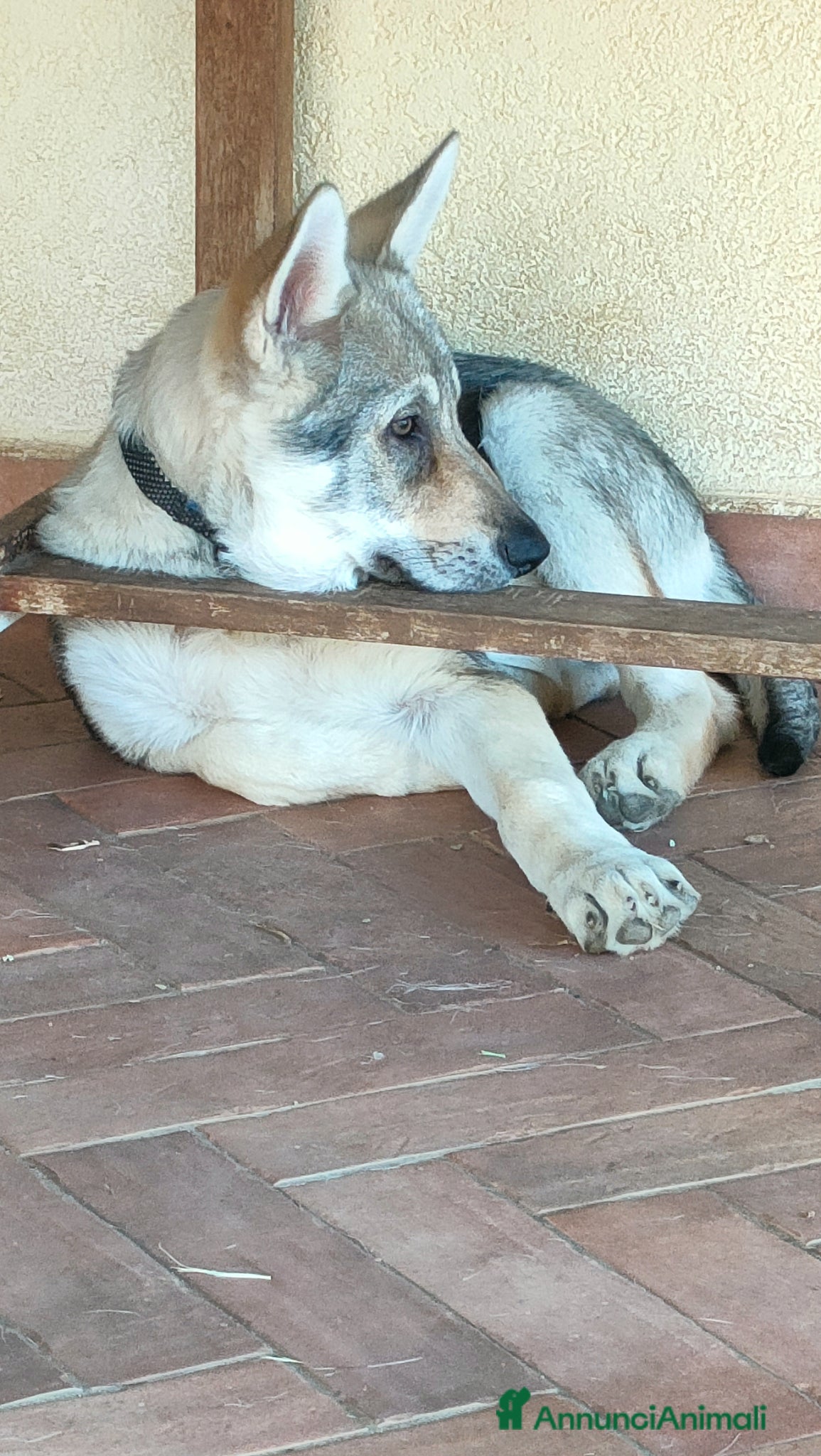 Lupo Cecoslovacco cani in vendita: Cucciola lupo cecoslovacco  - Annuncio 2
