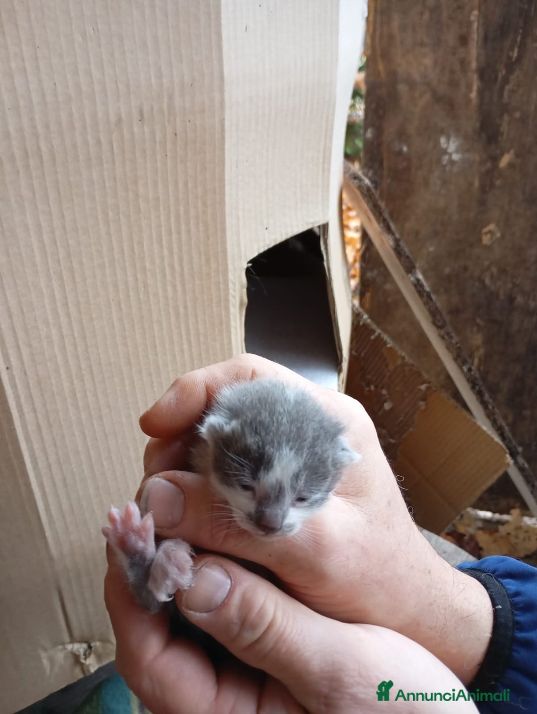 Europeo gatti in regalo: GATTI E GATTINI  - Annuncio 14