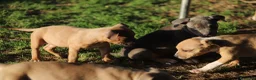 Pitbull cani in vendita: Pit Bull con pedigree anche a rate  - Annuncio 21