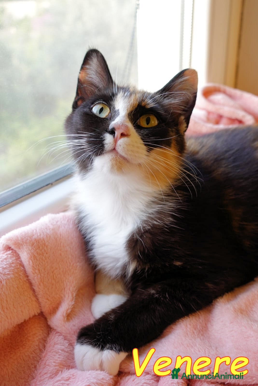 Europeo gatti VENERE LA GATTINA PIU’ BUONA DEL MONDO - Annuncio 3