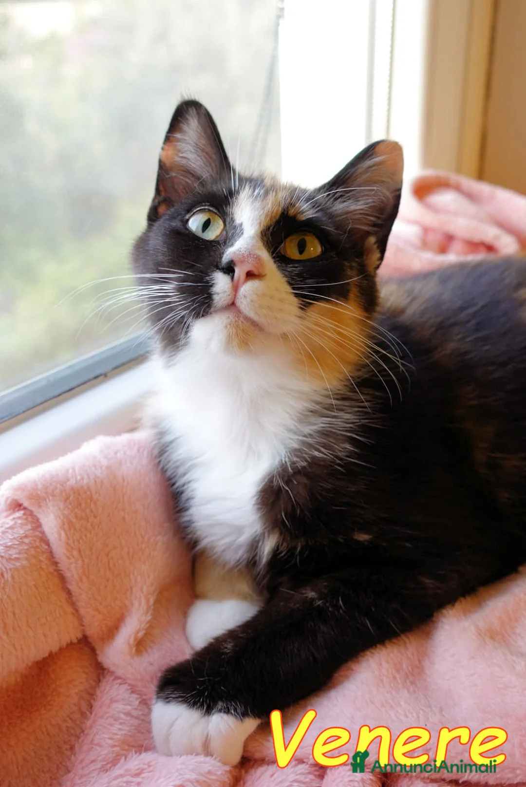 Europeo gatti in regalo: VENERE LA GATTINA PIU’ BUONA DEL MONDO - Annuncio 1