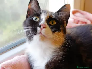 Europeo gatti VENERE LA GATTINA PIU’ BUONA DEL MONDO - Annuncio 3