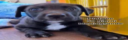 Meticcio cani in regalo: CUCCIOLI ABBANDONATI: URGENTE  a Città Metropolitana di Torino - Annuncio 4