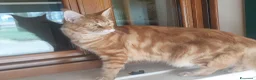 Maine Coon gatti in vendita: Maine coon - Annuncio 1